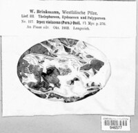 Trichaptum fuscoviolaceum image